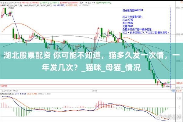 湖北股票配资 你可能不知道，猫多久发一次情，一年发几次？_猫咪_母猫_情况