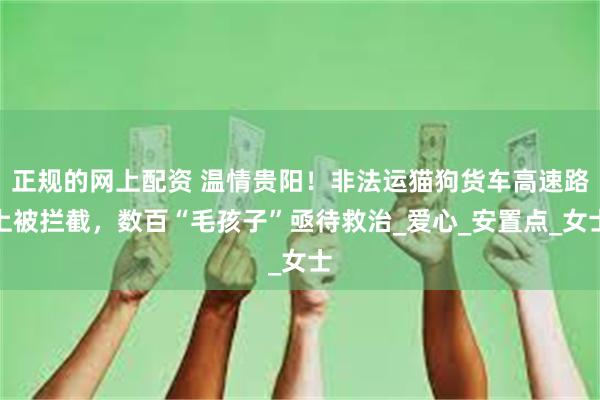 正规的网上配资 温情贵阳！非法运猫狗货车高速路上被拦截，数百“毛孩子”亟待救治_爱心_安置点_女士